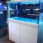 Austin Aquadome's Real Reef Build 1 (1)