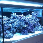 Austin Aquadome's Real Reef Build 4