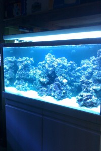 Austin Aquadome's Real Reef Build 5