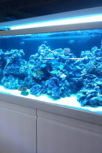 Austin Aquadome's Real Reef Build 6