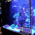 Capistrano Reefs